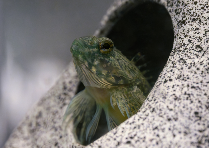 The image shows a small fish with a greenish, speckled body and translucent fins peeking out from a hole in a rock-like structure. The fish's eye is visible, and it appears to be observing its surroundings from within the shelter. The rock has a rough texture with black speckles on its surface.