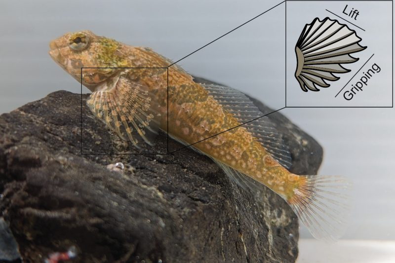 Biologist Reveals New Insights Into Fish’s Unique Attachment Mechanism