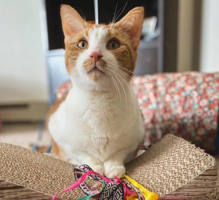 Orange and white cat sitting on cat bed looking at camera.