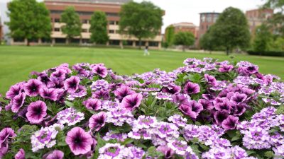 Colorful flower bed with purple and white blooms in the foreground, set against a grassy campus landscape with trees and buildings in the background.