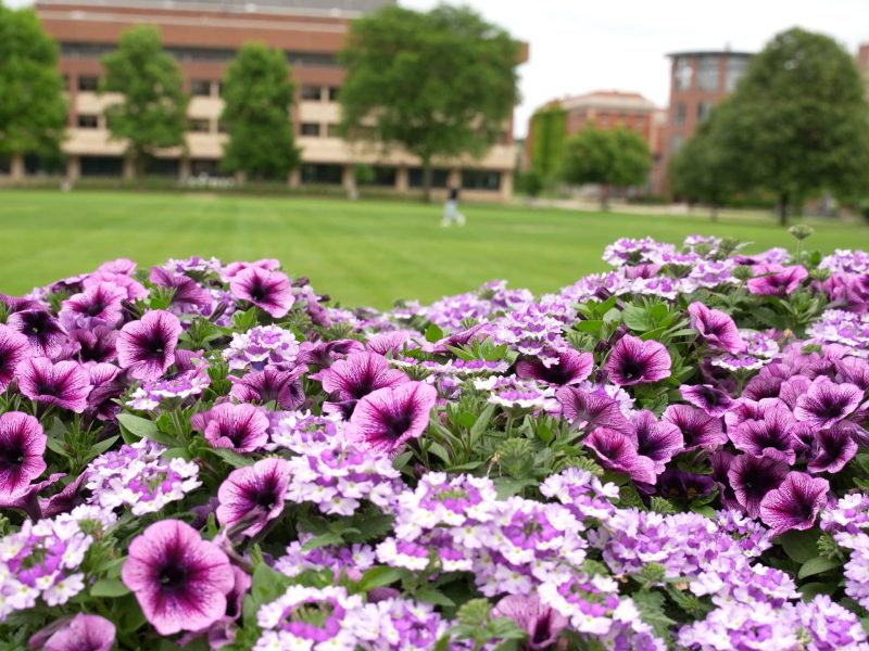 Colorful flower bed with purple and white blooms in the foreground, set against a grassy campus landscape with trees and buildings in the background.